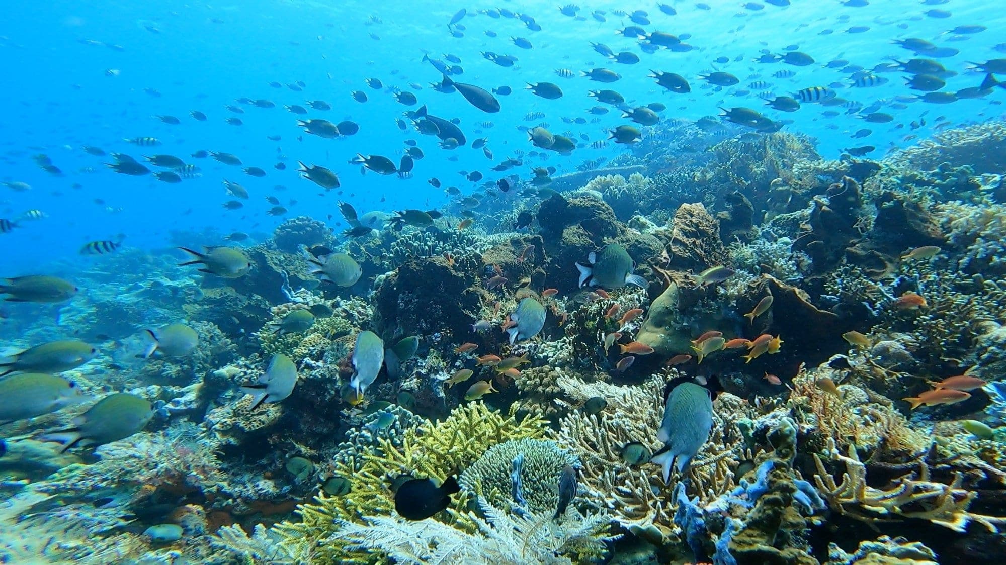 Vibrant coral reef teeming with tropical fish in Raja Ampat, Indonesia — world's top diving destination