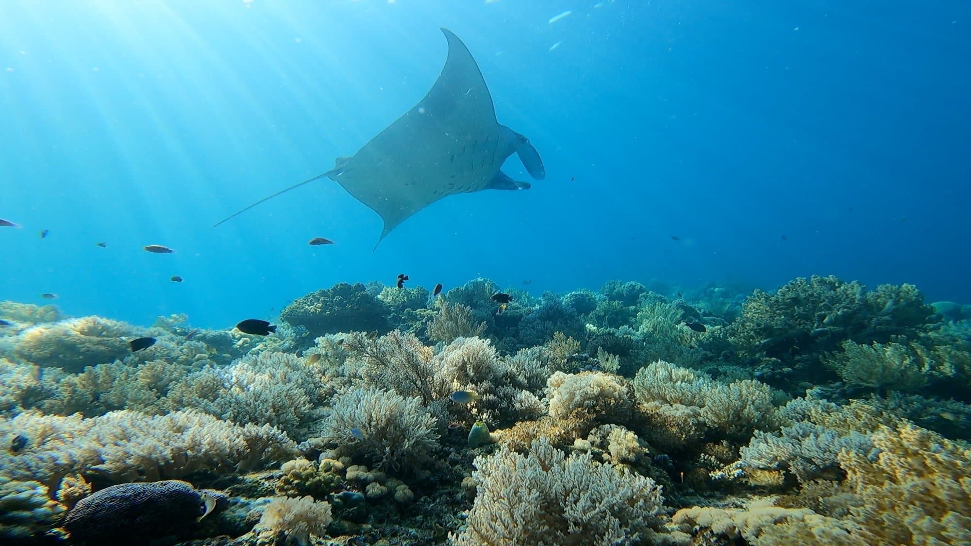 Manta ray gliding over coral reef in Bali — private diving with Boutique Diving Bali